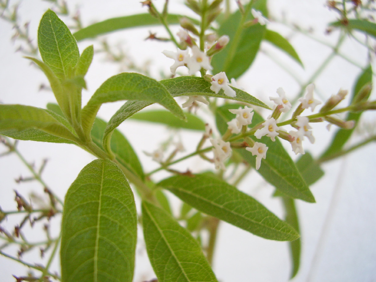 Lippia citriodora